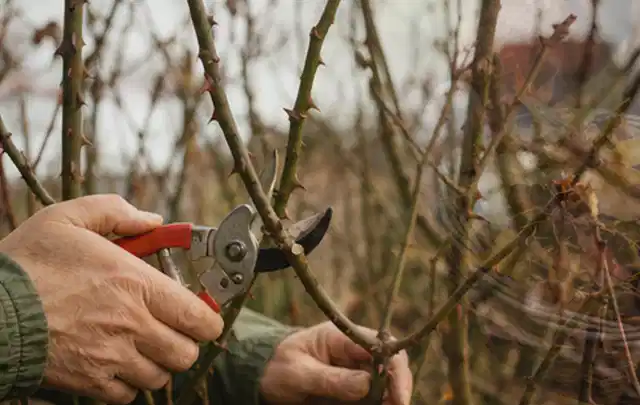 Hände schneiden einen älteren Rosenstrauch mit einer sauberen Gartenschere; Thema Rasenmäher, Schwerpunkt Checkliste; Ergebnis.