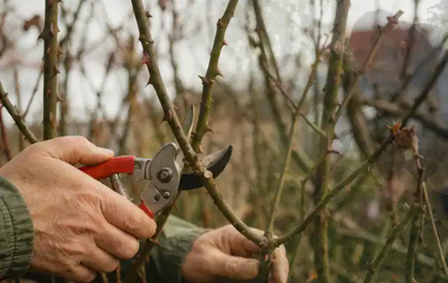 Hände schneiden einen älteren Rosenstrauch mit einer sauberen Gartenschere; Thema Rasenmäher, Schwerpunkt Dimensionierung; Ergebnis.