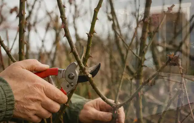 Hände schneiden einen älteren Rosenstrauch mit einer sauberen Gartenschere; Thema Rasenmäher, Schwerpunkt Ersatzteile; Kontrolle.