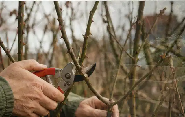 Hände schneiden einen älteren Rosenstrauch mit einer sauberen Gartenschere; Thema Rasenmäher, Schwerpunkt Fehlerhilfe; Praxisalltag.