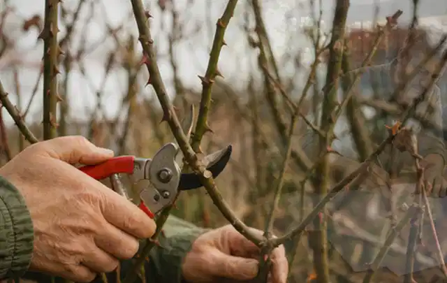 Hände schneiden einen älteren Rosenstrauch mit einer sauberen Gartenschere; Thema Rasenmäher, Schwerpunkt Gärten mit großer Fläche; Ausgangslage.