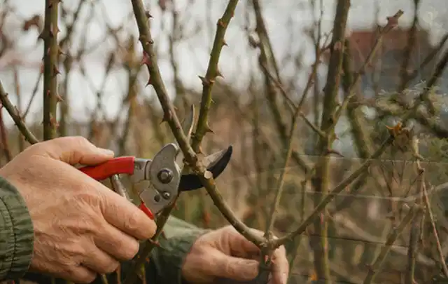 Hände schneiden einen älteren Rosenstrauch mit einer sauberen Gartenschere; Thema Rasenmäher, Schwerpunkt Gärten mit kleiner Fläche; Praxisalltag.