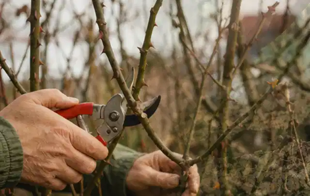 Hände schneiden einen älteren Rosenstrauch mit einer sauberen Gartenschere; Thema Rasenmäher, Schwerpunkt Leistung; Kontrolle.