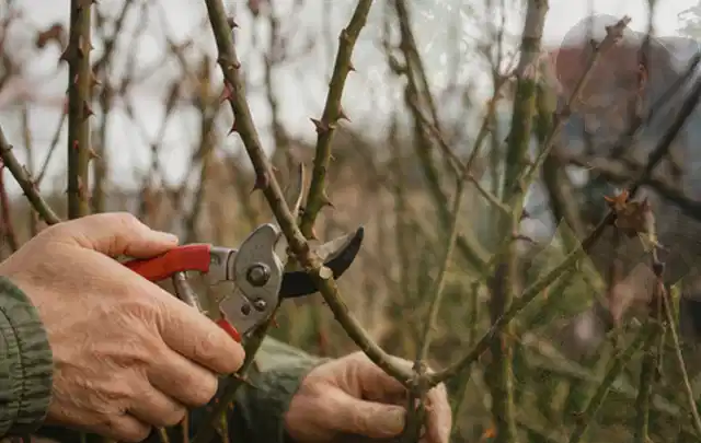Hände schneiden einen älteren Rosenstrauch mit einer sauberen Gartenschere; Thema Rasenmäher, Schwerpunkt Nachhaltigkeit; Kontrolle.