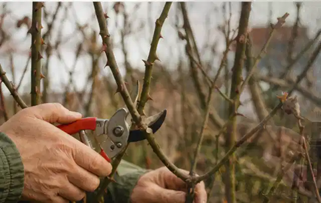 Hände schneiden einen älteren Rosenstrauch mit einer sauberen Gartenschere; Thema Rasenmäher, Schwerpunkt Reparatur; Kontrolle.