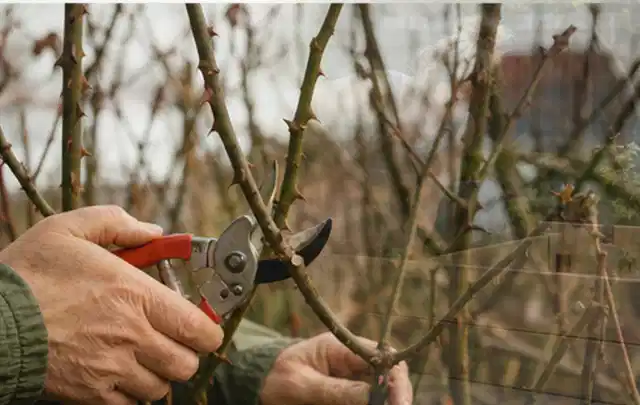 Hände schneiden einen älteren Rosenstrauch mit einer sauberen Gartenschere; Thema Rasenmäher, Schwerpunkt Sicherheit; Kontrolle.