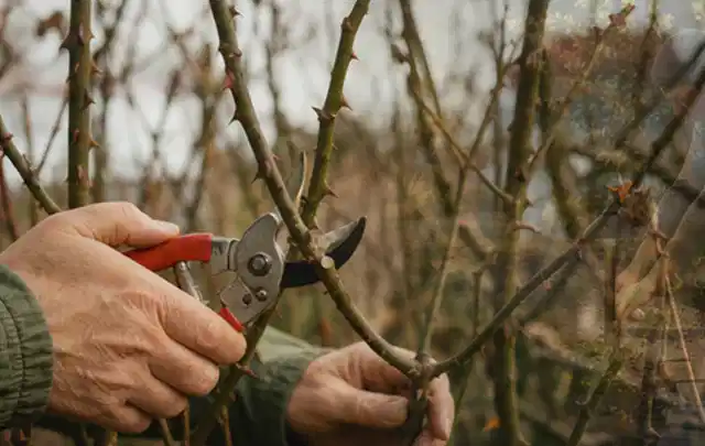 Hände schneiden einen älteren Rosenstrauch mit einer sauberen Gartenschere; Thema Rasenmäher, Schwerpunkt Systemvergleich; Kontrolle.