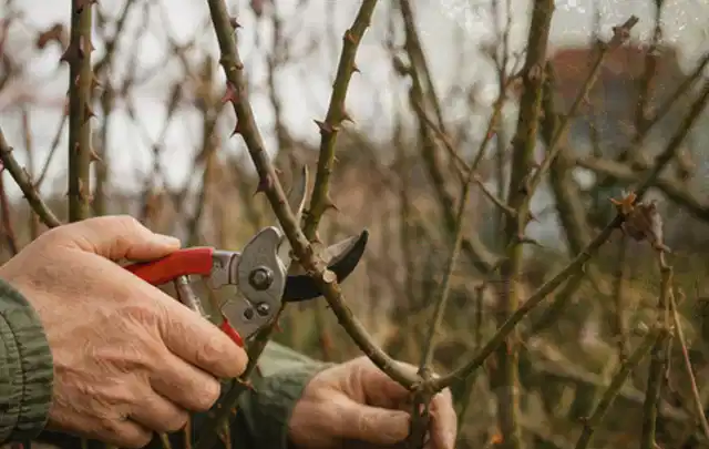 Hände schneiden einen älteren Rosenstrauch mit einer sauberen Gartenschere; Thema Rasenmäher, Schwerpunkt Vergleich; Umsetzung.