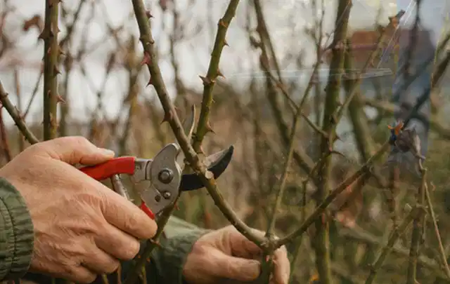 Hände schneiden einen älteren Rosenstrauch mit einer sauberen Gartenschere; Thema Rasenmäher, Schwerpunkt Wartung; Ergebnis.