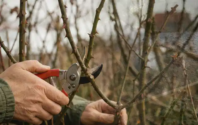 Hände schneiden einen älteren Rosenstrauch mit einer sauberen Gartenschere; Thema Rasenmäher, Schwerpunkt Winterlager; Ergebnis.