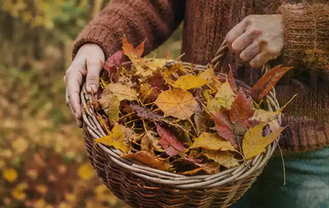 Person sammelt farbiges Herbstlaub in einem geflochtenen Gartenkorb; Thema Rasenmoos, Schwerpunkt Bodenpflege; Umsetzung.