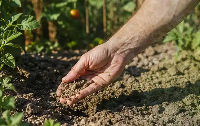 Hand prüft trockene krümelige Gartenerde während einer warmen Sommerphase; Thema Rasenmoos, Schwerpunkt Bodenpflege; Kontrolle.