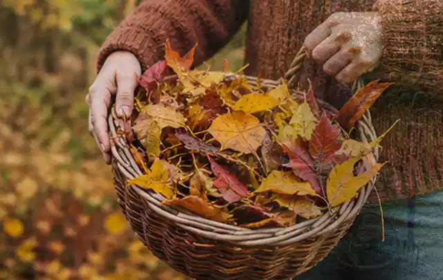 Person sammelt farbiges Herbstlaub in einem geflochtenen Gartenkorb; Thema Rasenmoos, Schwerpunkt Checkliste; Ausgangslage.
