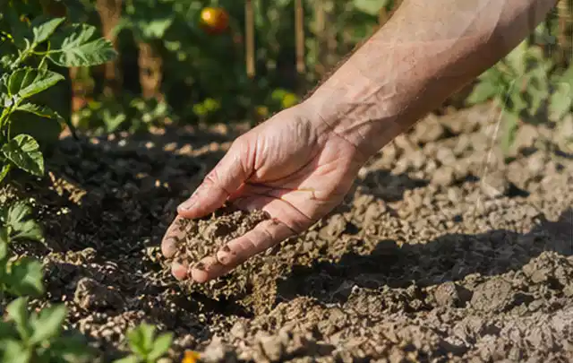 Hand prüft trockene krümelige Gartenerde während einer warmen Sommerphase; Thema Rasenmoos, Schwerpunkt Checkliste; Praxisalltag.