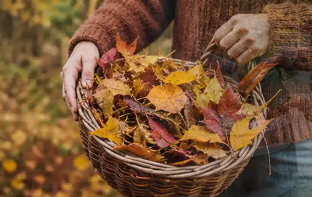 Person sammelt farbiges Herbstlaub in einem geflochtenen Gartenkorb; Thema Rasenmoos, Schwerpunkt Einsteigerwissen; Kontrolle.