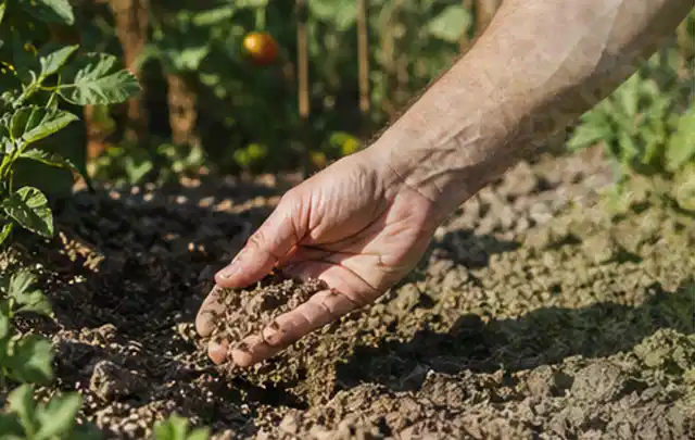 Hand prüft trockene krümelige Gartenerde während einer warmen Sommerphase; Thema Rasenmoos, Schwerpunkt Fehlerhilfe; Umsetzung.