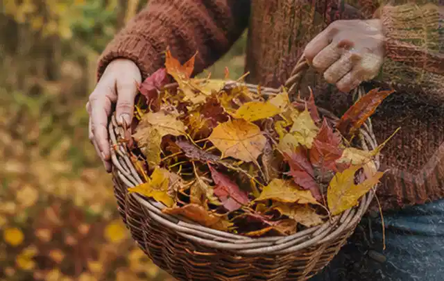 Person sammelt farbiges Herbstlaub in einem geflochtenen Gartenkorb; Thema Rasenmoos, Schwerpunkt Fehlerhilfe; Kontrolle.