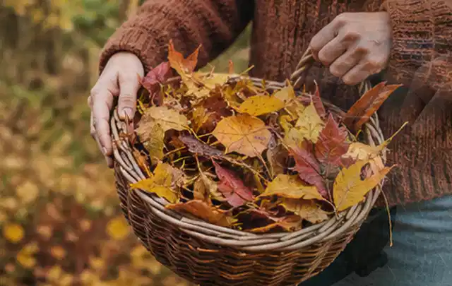 Person sammelt farbiges Herbstlaub in einem geflochtenen Gartenkorb; Thema Rasenmoos, Schwerpunkt Frühjahr; Umsetzung.