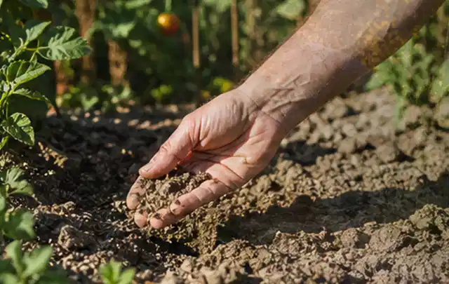 Hand prüft trockene krümelige Gartenerde während einer warmen Sommerphase; Thema Rasenmoos, Schwerpunkt Kosten; Umsetzung.