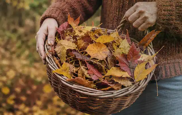 Person sammelt farbiges Herbstlaub in einem geflochtenen Gartenkorb; Thema Rasenmoos, Schwerpunkt Kosten; Ergebnis.