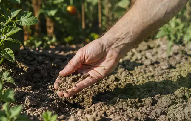 Hand prüft trockene krümelige Gartenerde während einer warmen Sommerphase; Thema Rasenmoos, Schwerpunkt Rasen; Umsetzung.