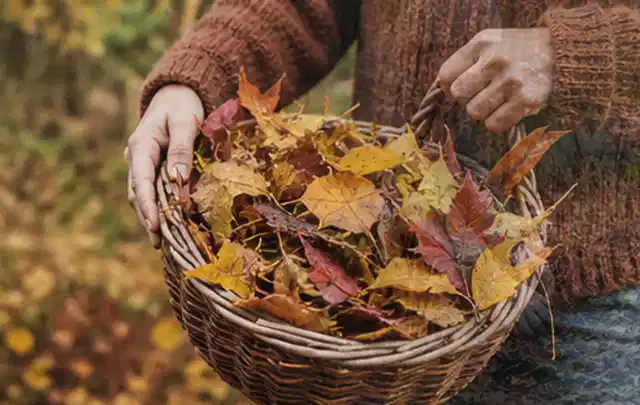 Person sammelt farbiges Herbstlaub in einem geflochtenen Gartenkorb; Thema Rasenmoos, Schwerpunkt Rasen; Kontrolle.