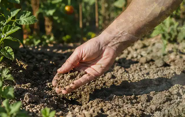 Hand prüft trockene krümelige Gartenerde während einer warmen Sommerphase; Thema Rasenmoos, Schwerpunkt Rasenpflege; Ergebnis.