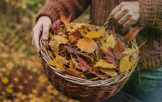 Person sammelt farbiges Herbstlaub in einem geflochtenen Gartenkorb; Thema Rasenpflege, Schwerpunkt Rasen; Umsetzung.
