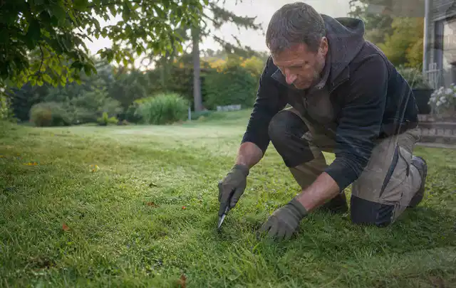 Person prüft den Boden einer gepflegten Rasenfläche im Garten; Thema Rasensamen, Schwerpunkt Bewässerung; Ergebnis.