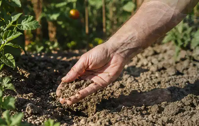 Hand prüft trockene krümelige Gartenerde während einer warmen Sommerphase; Thema Rasensamen, Schwerpunkt Bewässerung; Praxisalltag.