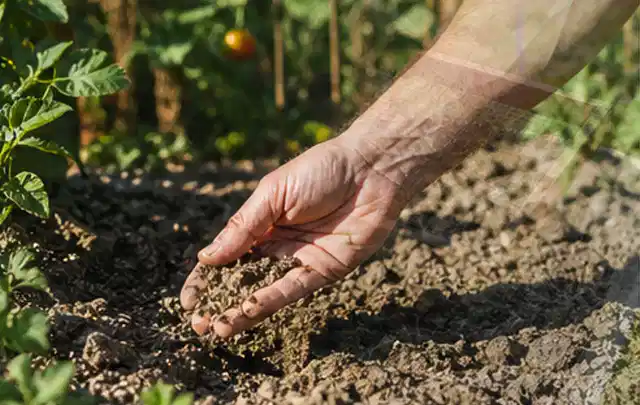 Hand prüft trockene krümelige Gartenerde während einer warmen Sommerphase; Thema Rasensamen, Schwerpunkt Checkliste; Ergebnis.