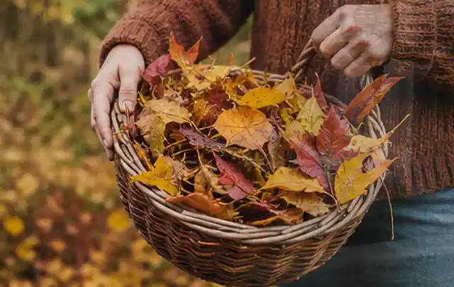 Person sammelt farbiges Herbstlaub in einem geflochtenen Gartenkorb; Thema Rasensamen, Schwerpunkt Einsteigerwissen; Ausgangslage.