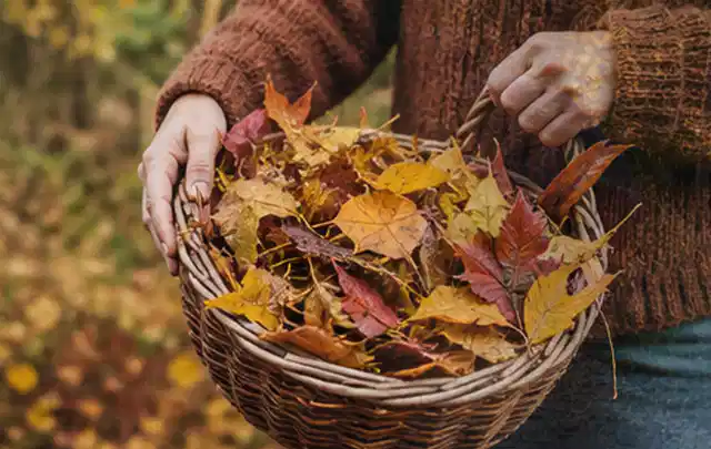 Person sammelt farbiges Herbstlaub in einem geflochtenen Gartenkorb; Thema Rasensamen, Schwerpunkt Fehlerhilfe; Ergebnis.
