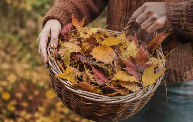 Person sammelt farbiges Herbstlaub in einem geflochtenen Gartenkorb; Thema Rasensamen, Schwerpunkt Frühjahr; Ausgangslage.