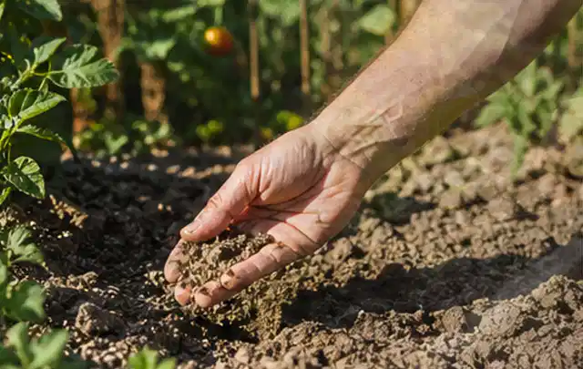 Hand prüft trockene krümelige Gartenerde während einer warmen Sommerphase; Thema Rasensamen, Schwerpunkt Frühjahr; Kontrolle.