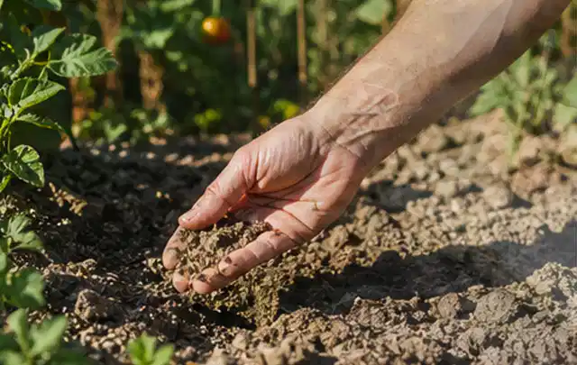 Hand prüft trockene krümelige Gartenerde während einer warmen Sommerphase; Thema Rasensamen, Schwerpunkt Herbstpflege; Umsetzung.