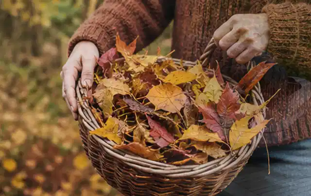Person sammelt farbiges Herbstlaub in einem geflochtenen Gartenkorb; Thema Rasensamen, Schwerpunkt Kosten; Ausgangslage.