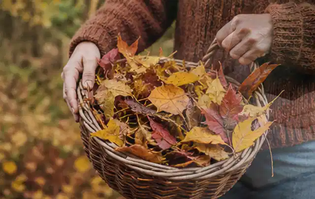Person sammelt farbiges Herbstlaub in einem geflochtenen Gartenkorb; Thema Rasensamen, Schwerpunkt Neuanlage; Ausgangslage.