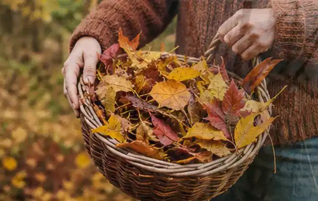 Person sammelt farbiges Herbstlaub in einem geflochtenen Gartenkorb; Thema Rasensamen, Schwerpunkt Rasenpflege; Praxisalltag.