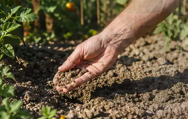 Hand prüft trockene krümelige Gartenerde während einer warmen Sommerphase; Thema Rasensprenger, Schwerpunkt Anwendung; Kontrolle.