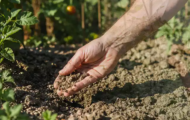 Hand prüft trockene krümelige Gartenerde während einer warmen Sommerphase; Thema Rasensprenger, Schwerpunkt Ersatzteile; Kontrolle.