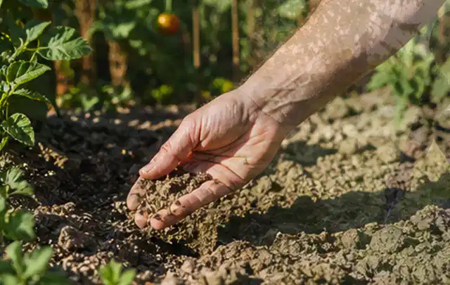 Hand prüft trockene krümelige Gartenerde während einer warmen Sommerphase; Thema Rasensprenger, Schwerpunkt Gärten mit kleiner Fläche; Praxisalltag.