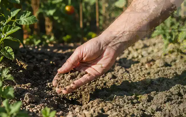 Hand prüft trockene krümelige Gartenerde während einer warmen Sommerphase; Thema Rasensprenger, Schwerpunkt Kaufberatung; Ergebnis.