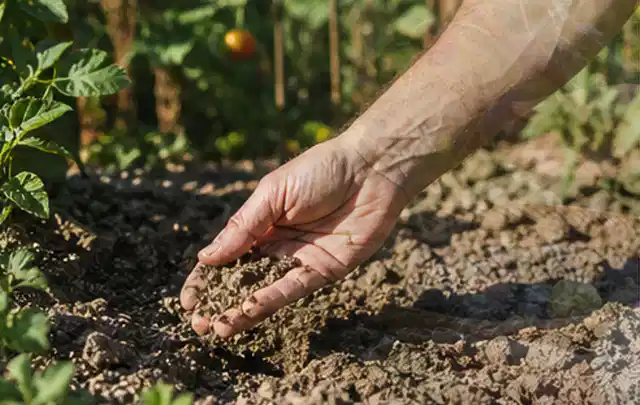 Hand prüft trockene krümelige Gartenerde während einer warmen Sommerphase; Thema Rasensprenger, Schwerpunkt Reparatur; Kontrolle.