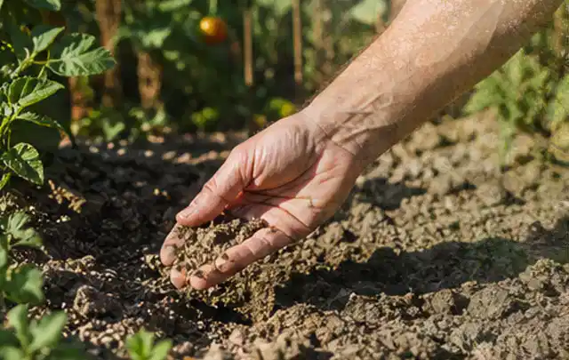 Hand prüft trockene krümelige Gartenerde während einer warmen Sommerphase; Thema Rasensprenger, Schwerpunkt Sicherheit; Kontrolle.