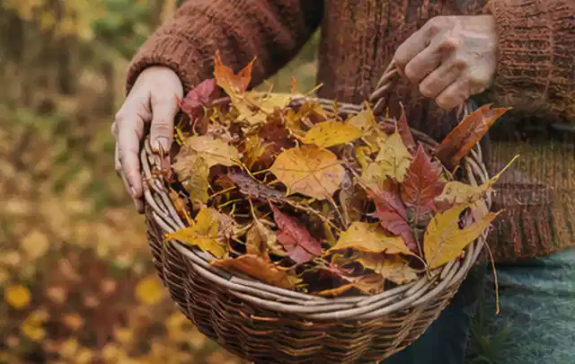 Person sammelt farbiges Herbstlaub in einem geflochtenen Gartenkorb; Thema Rasenunkraut, Schwerpunkt Bodenpflege; Ausgangslage.
