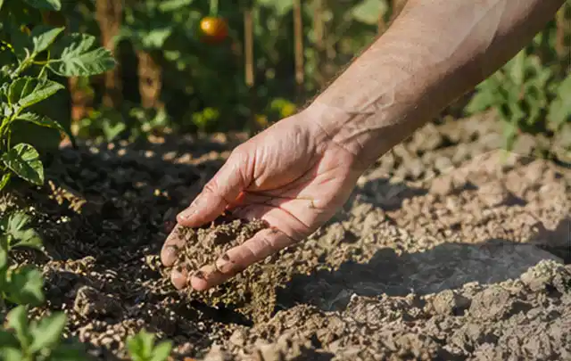 Hand prüft trockene krümelige Gartenerde während einer warmen Sommerphase; Thema Rasenunkraut, Schwerpunkt Bodenpflege; Umsetzung.
