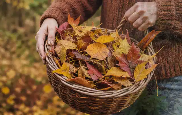 Person sammelt farbiges Herbstlaub in einem geflochtenen Gartenkorb; Thema Rasenunkraut, Schwerpunkt Checkliste; Ausgangslage.