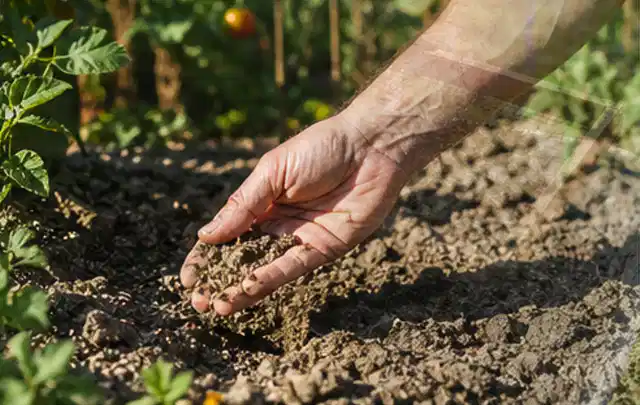 Hand prüft trockene krümelige Gartenerde während einer warmen Sommerphase; Thema Rasenunkraut, Schwerpunkt Checkliste; Kontrolle.