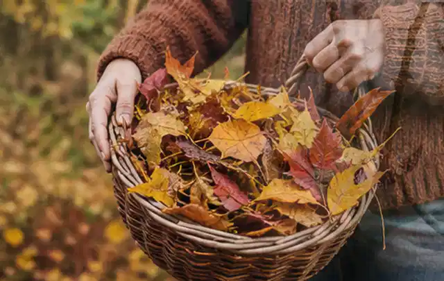 Person sammelt farbiges Herbstlaub in einem geflochtenen Gartenkorb; Thema Rasenunkraut, Schwerpunkt Fehlerhilfe; Ausgangslage.